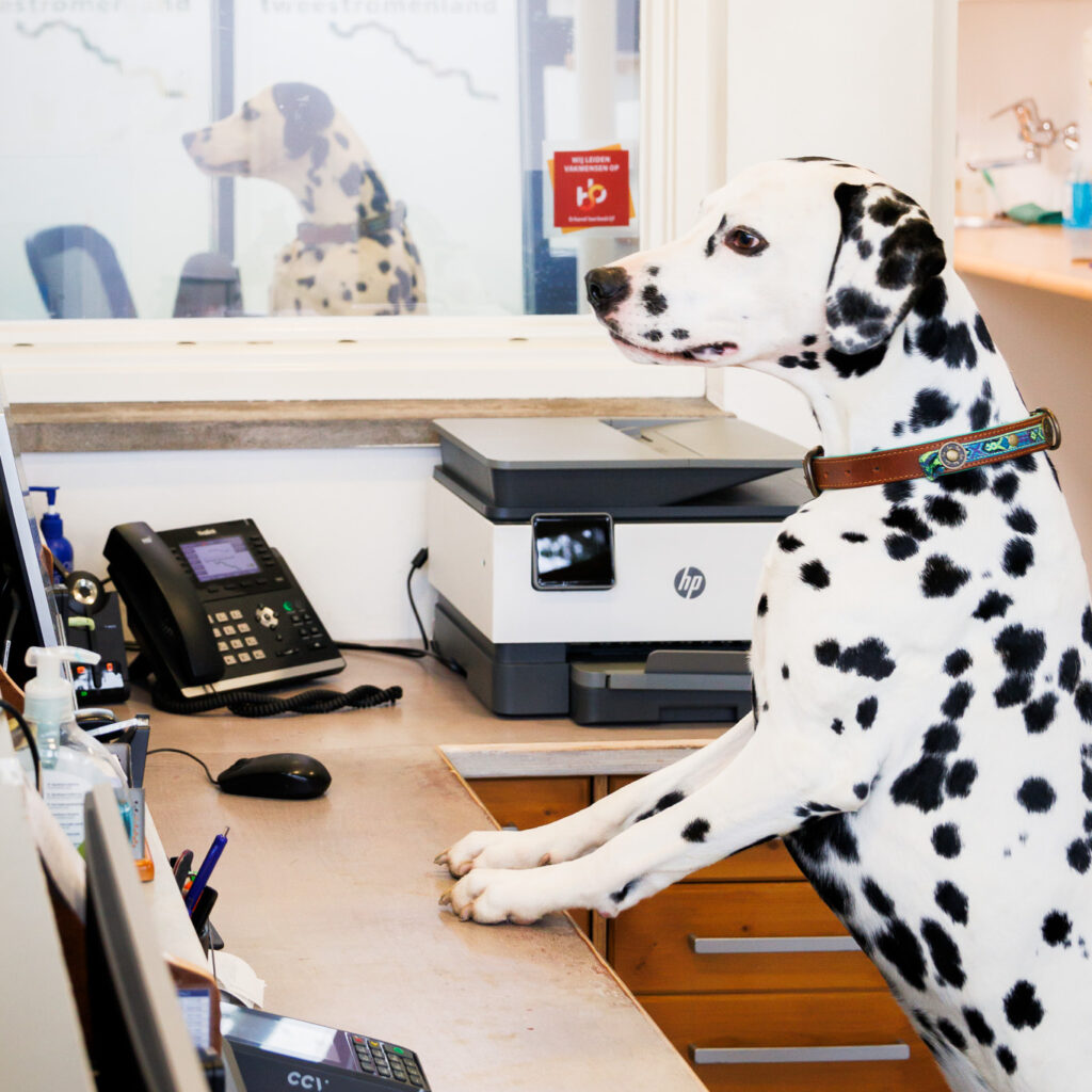 Praktijk DAP Tweestromenland, Dierenartsenpraktijk Tweestromenland