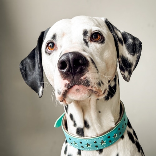 Hond Siem van Jessie