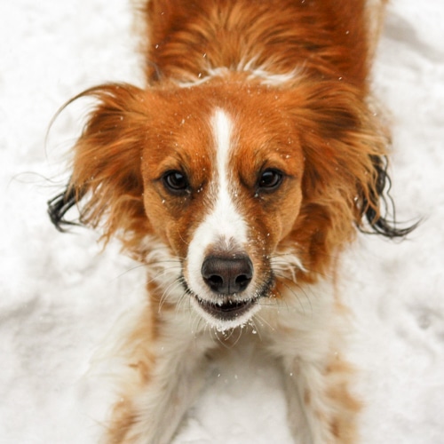 Hond Ezra van Robin