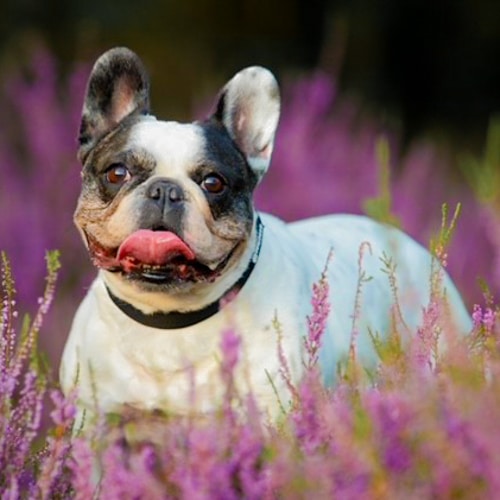 Hond Bep van Joyce