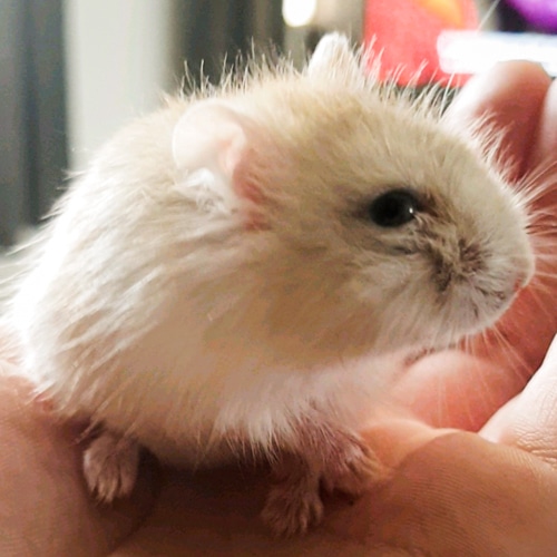 Hamster van Amber