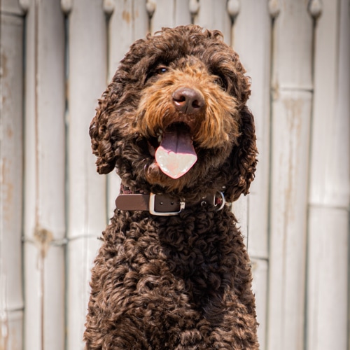 Hond Ted van Stacey