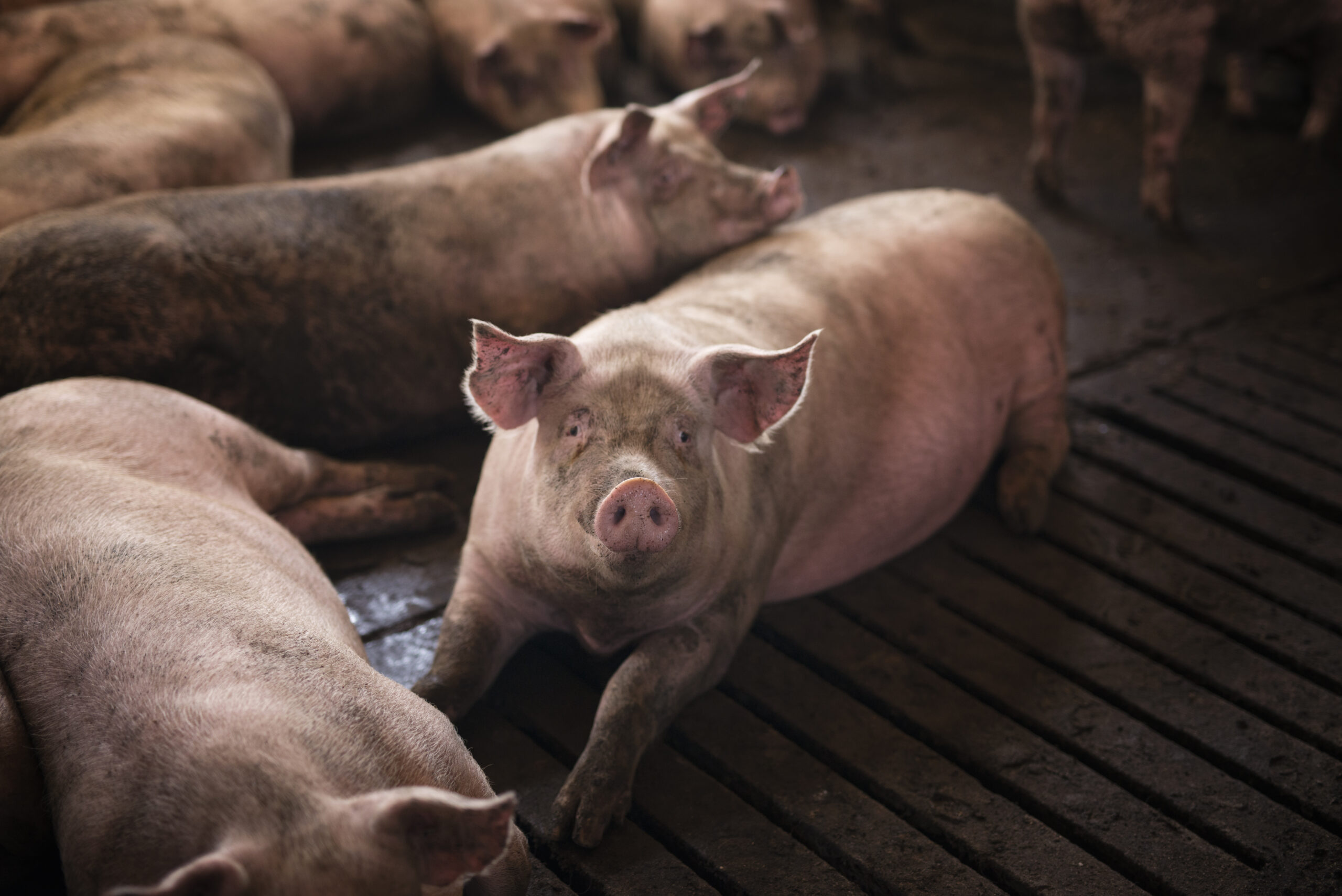 Varkens - Stockfoto Freepik