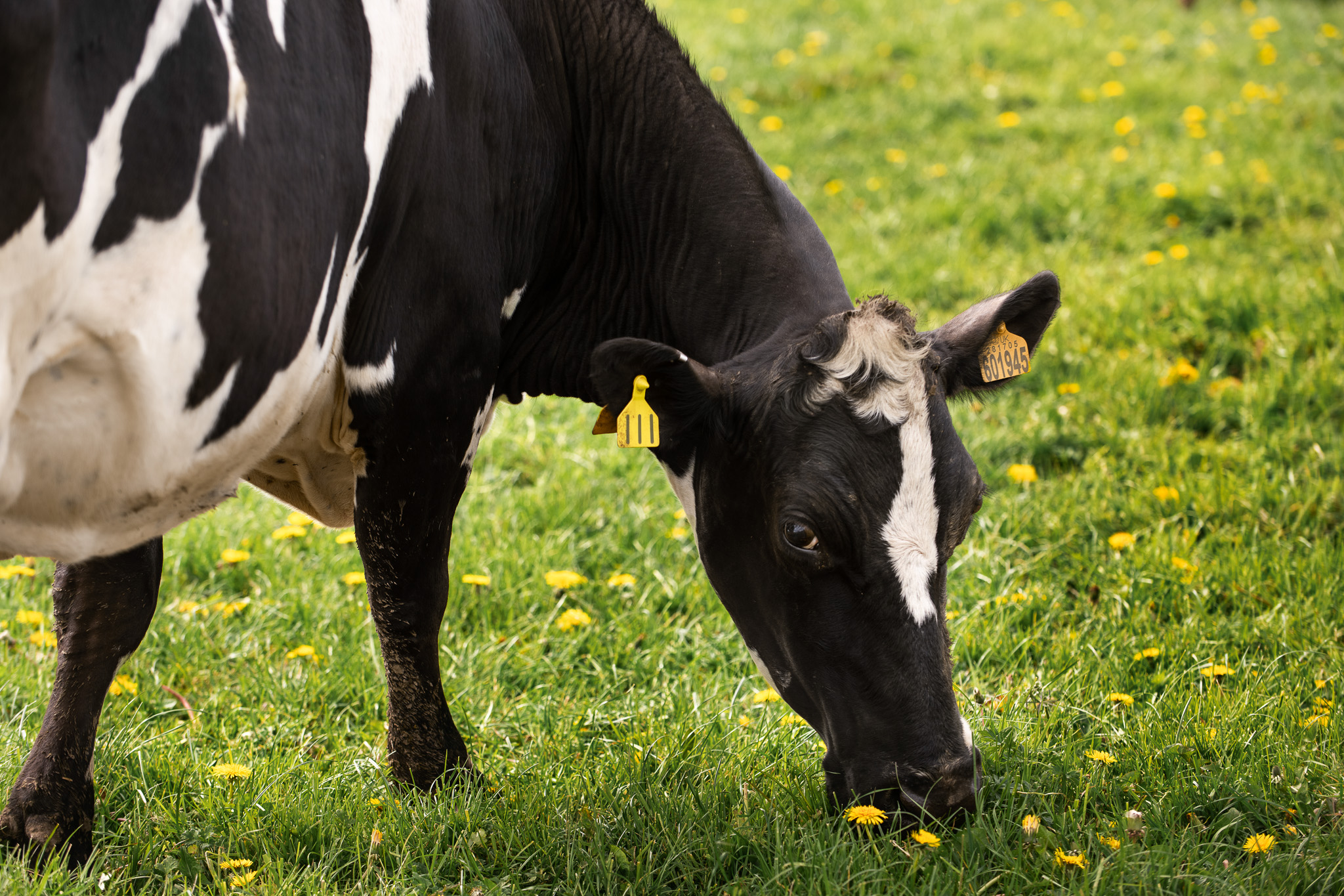 Koeien - Stockfoto Freepik