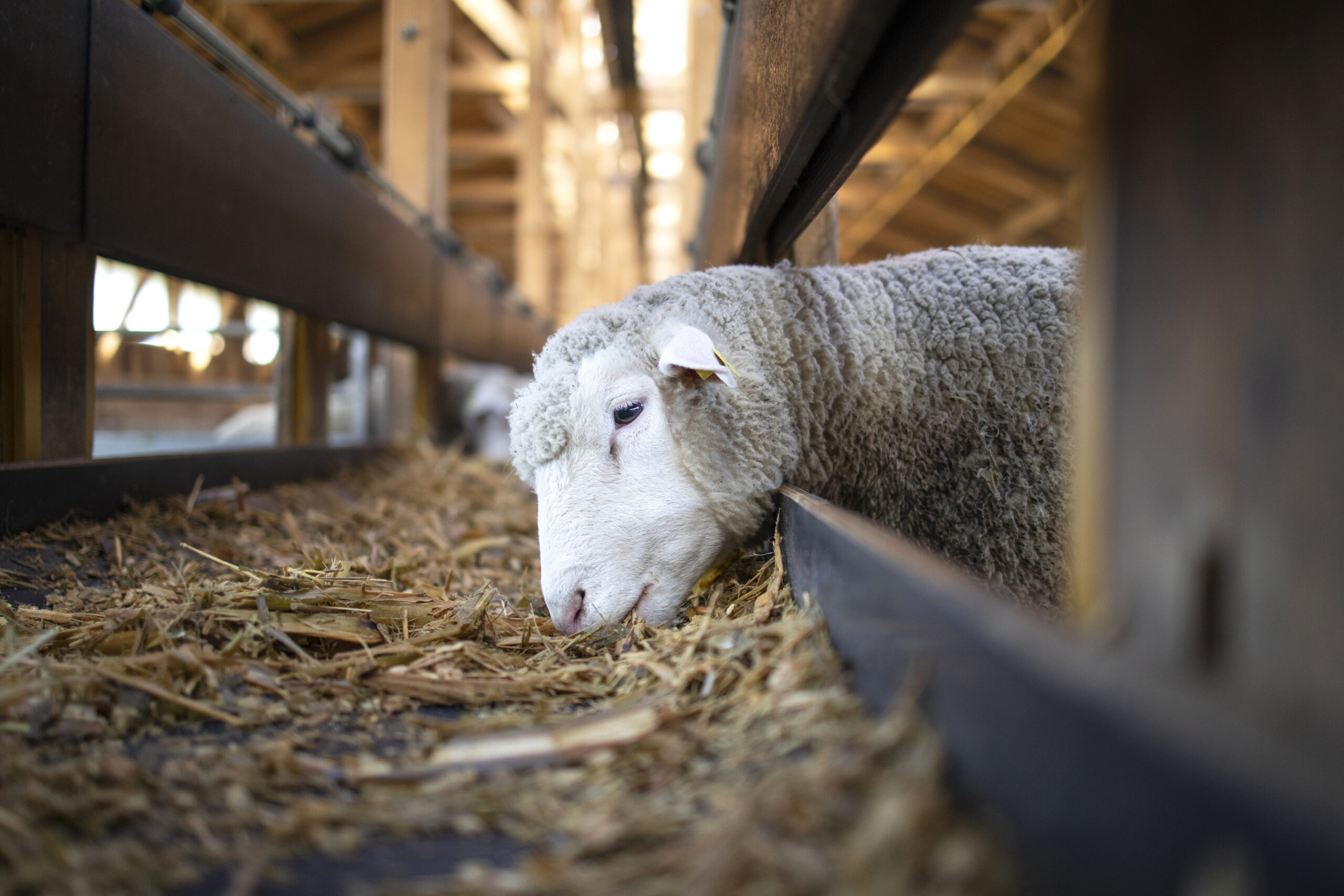 Schapen - Stockfoto Freepik