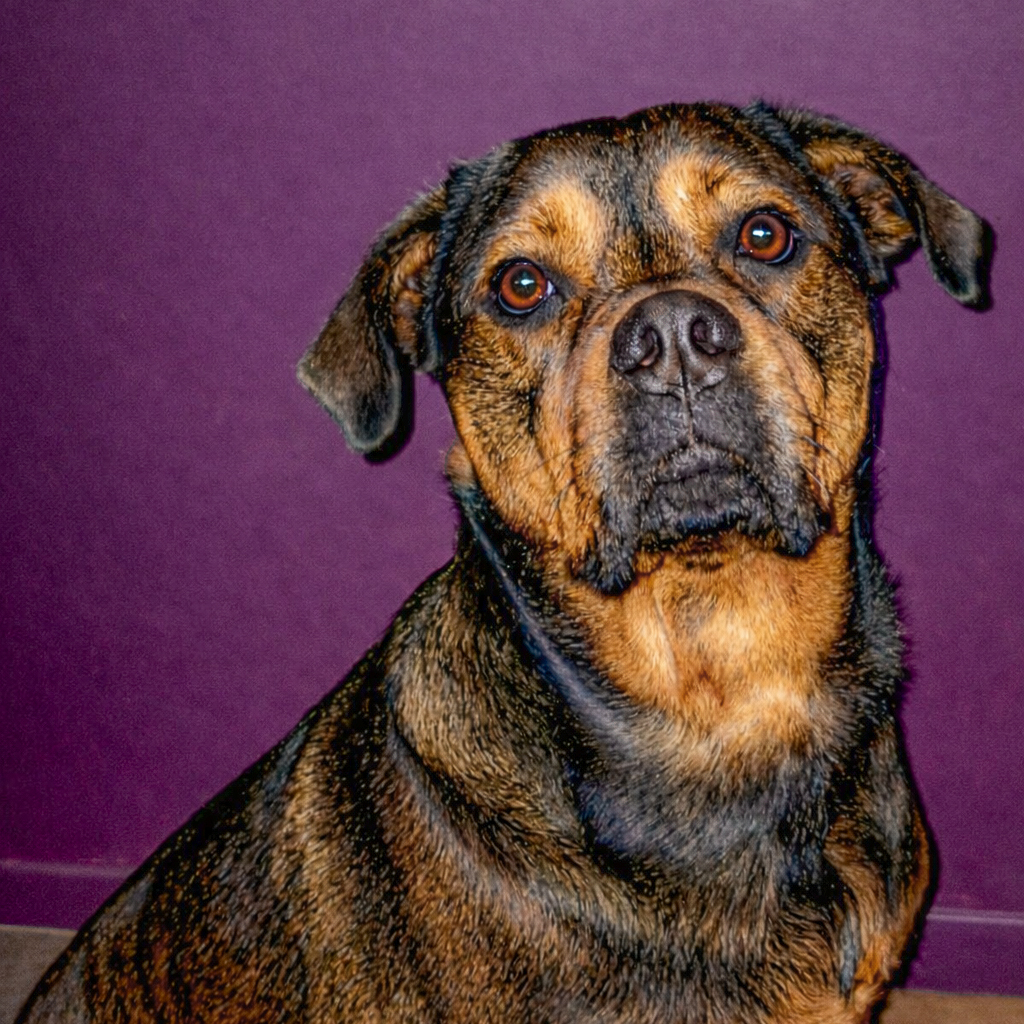 Hond Lilo van Marie-José