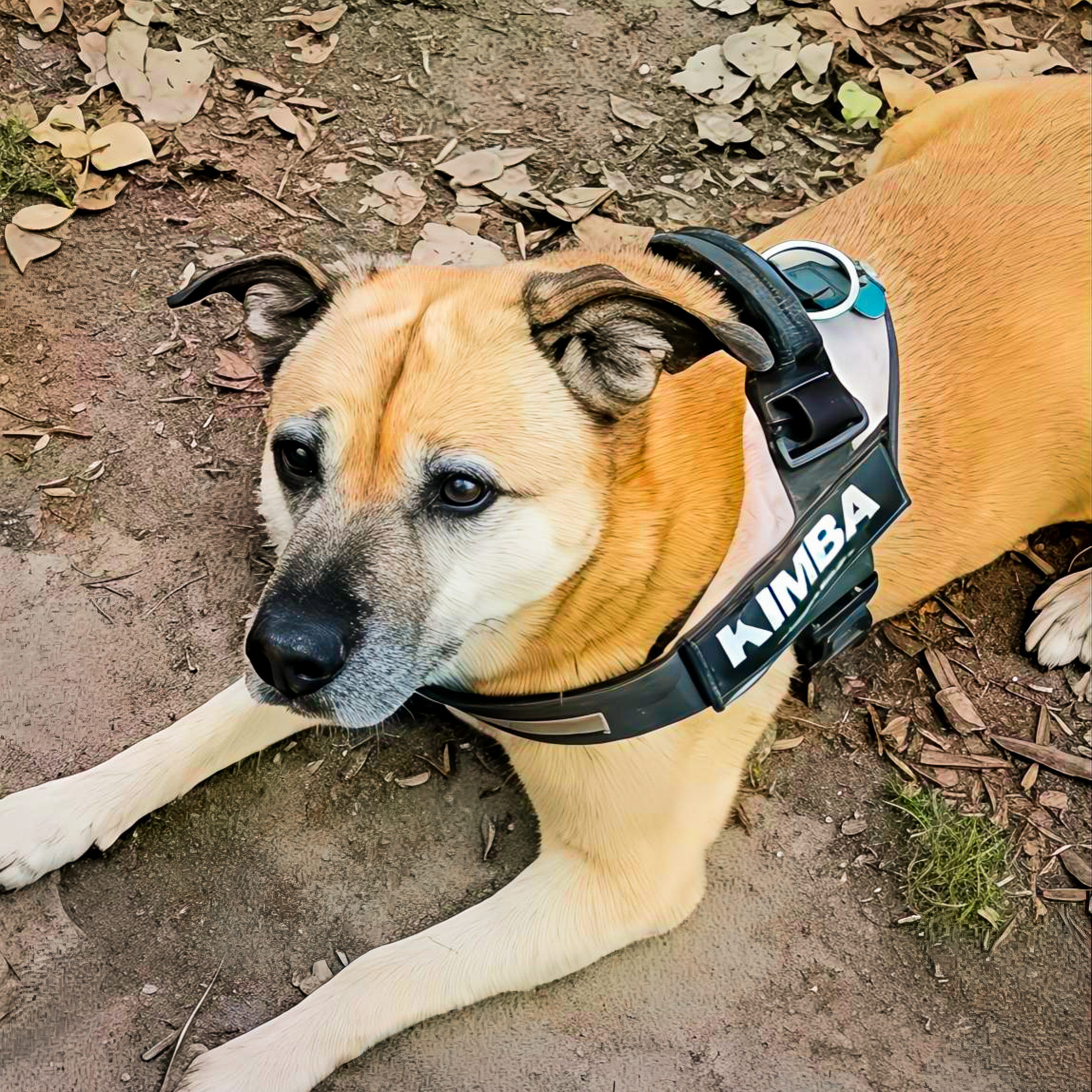 Hond Kimba van Natasja
