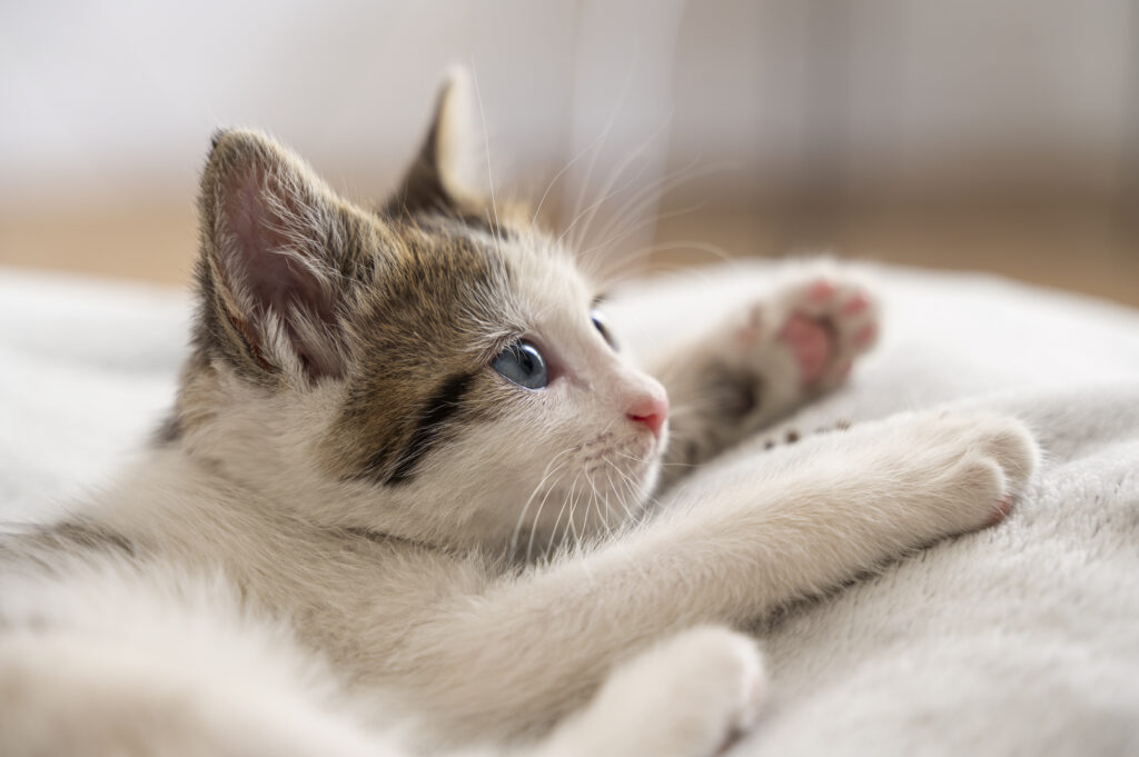 Kat Poes - Stockfoto Freepik